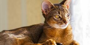 Αβυσσινιακή γάτα: χαρακτήρας, συνθήκες κράτησης και όχι μόνο
