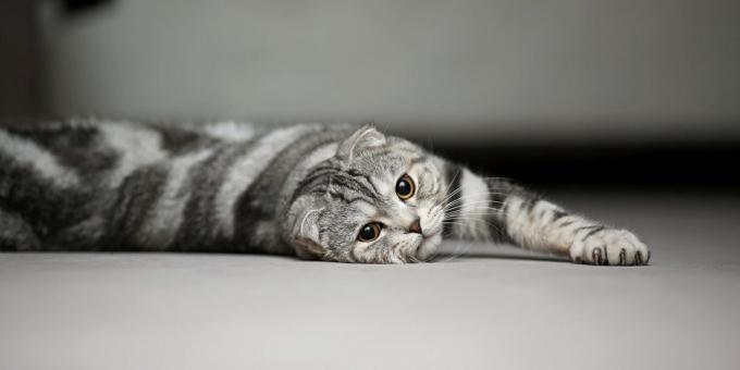 τη φύση της Scottish Fold