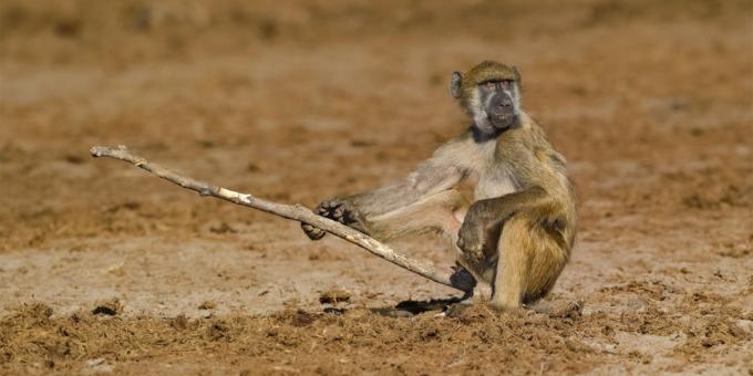 Οι πιο γελοίες φωτογραφίες των ζώων - ένας πίθηκος με ένα ραβδί