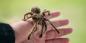Τι να κάνετε αν σας δαγκώσει μια αράχνη