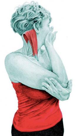 Ανατομία του stretching: τέντωμα περιστροφείς λαιμό