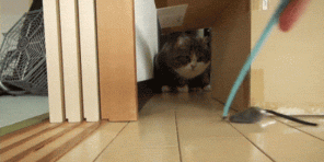 5 λόγοι για τους οποίους οι γάτες τόσο πολύ σαν ένα κουτί