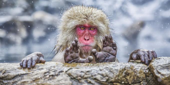 Οι πιο γελοίες φωτογραφίες των ζώων - μαϊμού