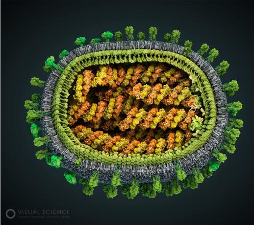Μοντέλο του ιού της γρίπης