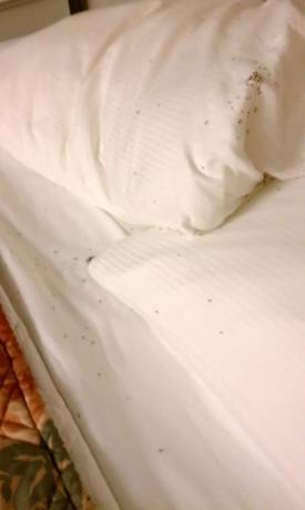 έντομα στο δωμάτιο του ξενοδοχείου