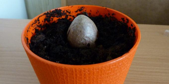 Πώς να αυξηθεί ένα αβοκάντο από μια πέτρα: Η πέτρα στην κατσαρόλα