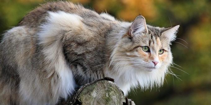Μεγάλες φυλές γάτας: Norwegian Forest
