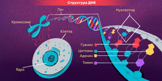 Προσωπικές αναγνώρισης και DNA δοκιμές: δομή DNA