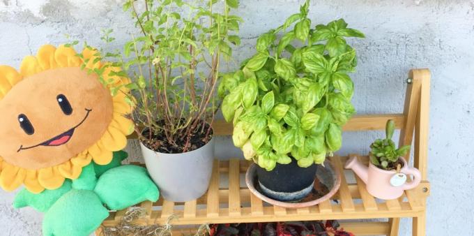 Πώς να βότανα κατάστημα: μπορεί να καλλιεργηθεί στο σπίτι