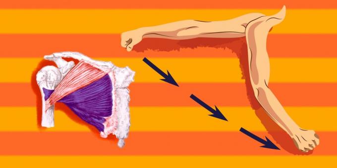 Ασκήσεις για τους θωρακικούς μύες: να φορτώσει πάνω από το κάτω μέρος του θωρακικό μυ, έχετε το παραχωρηθεί προς τον ώμο για να μεταφράσει τα εμπρός και προς τα κάτω