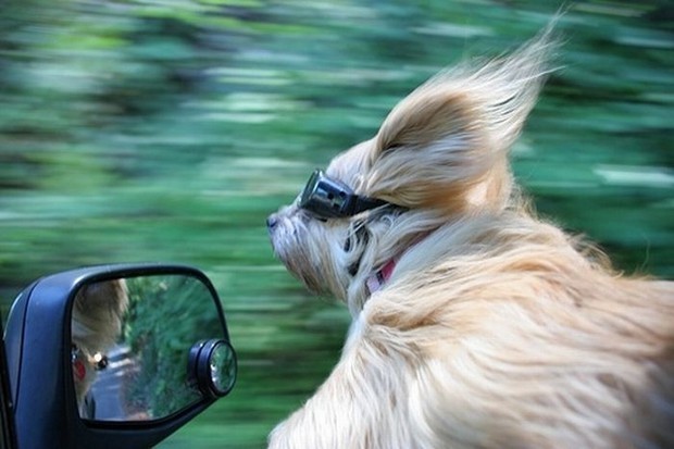 Σκύλος πίσω από το τιμόνι