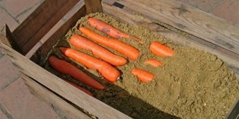 Πώς να αποθηκεύσετε τα καρότα στα κουτιά: Εναλλακτική επίπεδα μέχρι το τέλος του καρότου