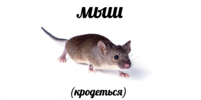 Οι δημοφιλέστερες αναζητήσεις στο 2018: Ποντίκι (krodotsya)