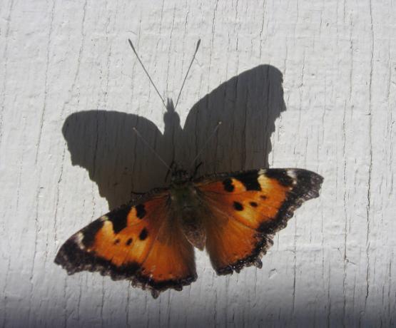 Πεταλούδα ρίχνει μια σκιά