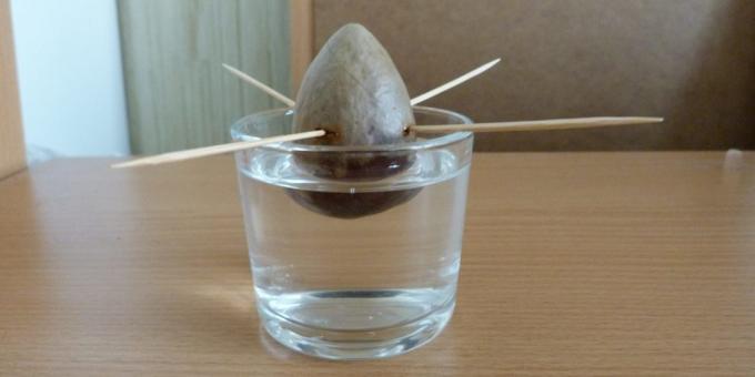 Πώς να αυξηθεί ένα αβοκάντο από μια πέτρα: Η πέτρα στο νερό