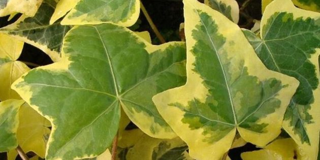φυτά εσωτερικού χώρου Shade: Hedera (κισσός κίτρινο κυματισμός)