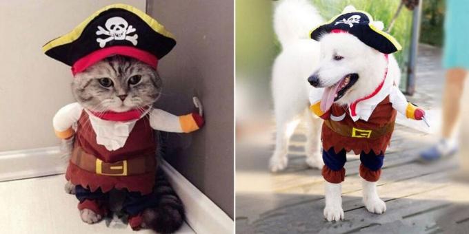 Χριστούγεννα κοστούμια για τους σκύλους και τις γάτες: Fluffy πειρατής