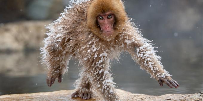 Funniest φωτογραφίες των ζώων - κατεψυγμένα μαϊμού