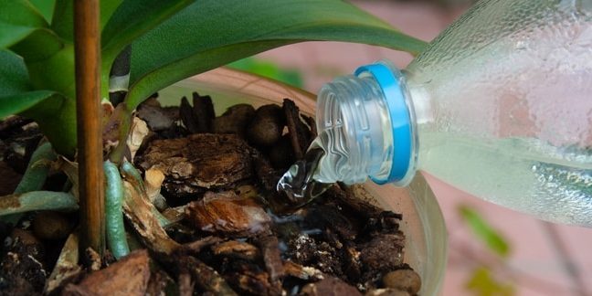 Πώς να το νερό το ορχιδέα: Προσπαθήστε να φτάσετε στο ίδιο το φυτό όταν το νερό χύνεται