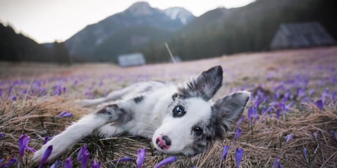 Πώς να κάνει όμορφες φωτογραφίες των σκύλων: η κάμερα και ο φακός είναι σημαντικό