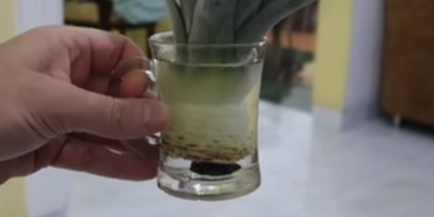 πώς να αυξηθεί έναν ανανά: ρίζες φυτρώνουν