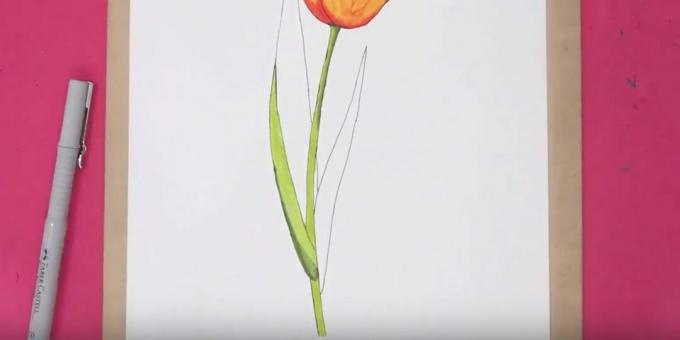 Πώς να σχεδιάσετε μια τουλίπα: βάψτε το στέλεχος και το μέρος του φύλλου