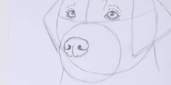 Σχεδιάστε τη μύτη του σκύλου