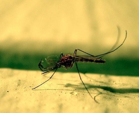 Λαϊκές θεραπείες κατά των κουνουπιών, συμβουλές για το πώς να προστατεύσουν τον εαυτό τους από τα έντομα