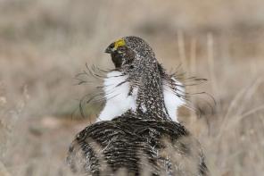 "Τώρα ένα πουλί θα πετάξει": 10 καλύτερες φωτογραφίες από τον διαγωνισμό της Εθνικής Εταιρείας Audubon