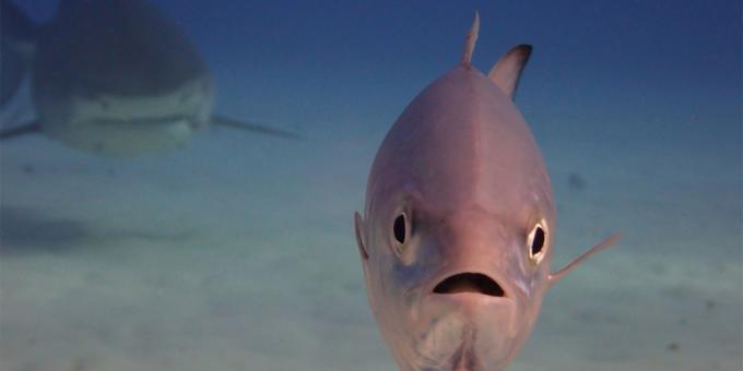 Οι πιο γελοίες φωτογραφίες των ζώων - ψάρια