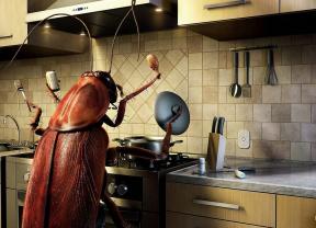 Πώς να απαλλαγείτε από τις κατσαρίδες γρήγορα, εύκολα, μόνιμα
