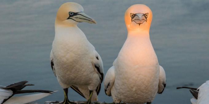Οι πιο γελοίες φωτογραφίες των ζώων - ένα πουλί με ένα φωτεινό κεφάλι