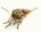 Τι να κάνετε αν είστε τσίμπημα από έντομα