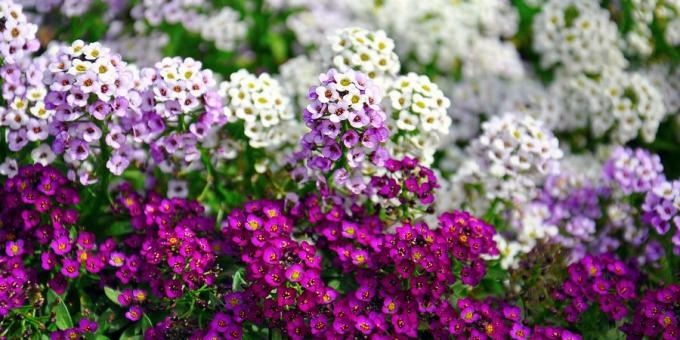 Μονοετή είναι τα λουλούδια που ανθίζουν όλο το καλοκαίρι: Alyssum