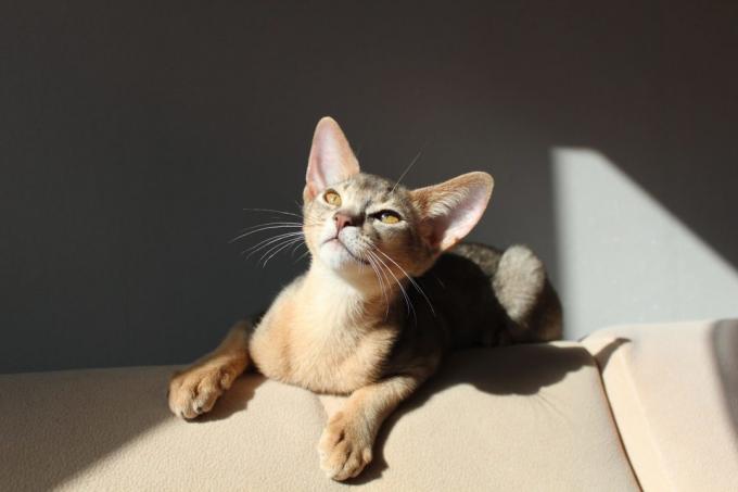 έξυπνες ράτσες γάτας: Αβησσυνίας