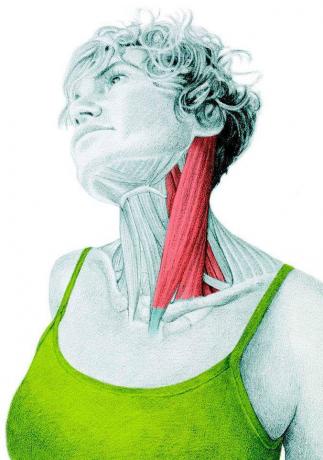 Ανατομία της τέντωμα: τέντωμα των πλευρικών καμπτήρες του λαιμού