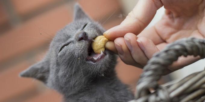 Πώς να ταΐσετε μια ρωσική μπλε γάτα