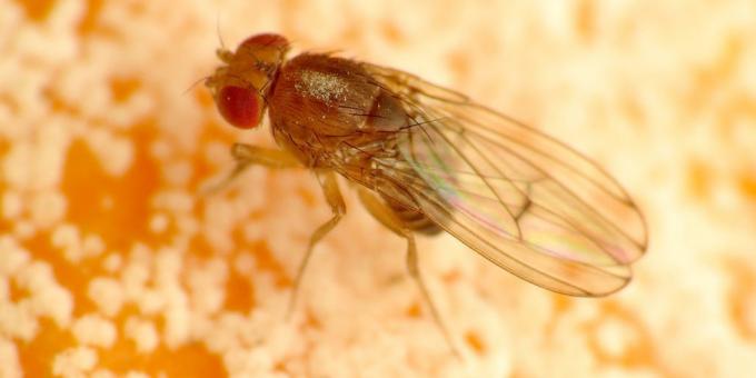 Πώς να απαλλαγείτε από σκνίπες με τα χρώματα δωμάτιο: Drosophila