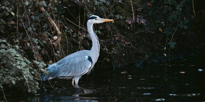 Επιβίωση άγριας ζωής: Μην πηγαίνετε πουλιά για να βρείτε νερό