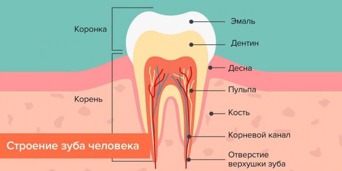 Πού τερηδόνας: Δομή της ανθρώπινης δοντιών
