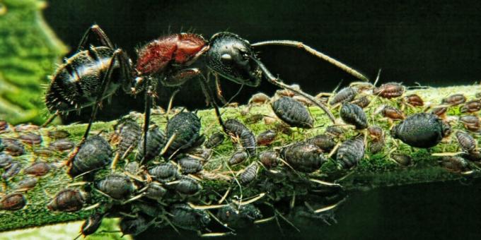 Παρανοήσεις και ενδιαφέροντα γεγονότα για τα ζώα: το πιο ισχυρό πλάσμα στον κόσμο είναι το μυρμήγκι