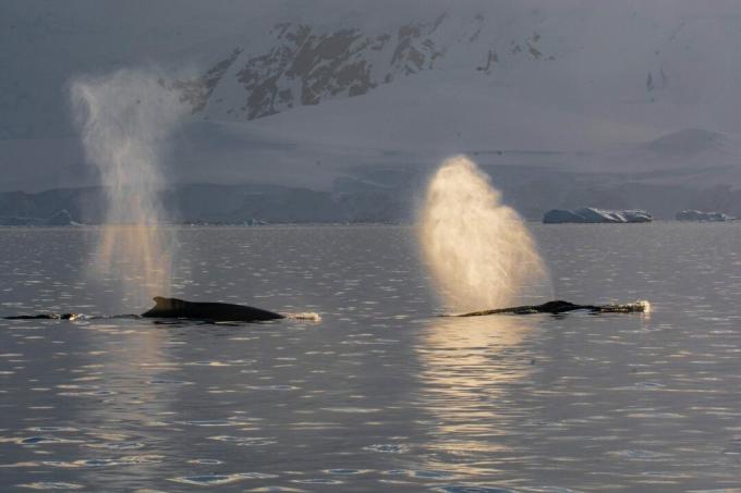 Φάλαινες Humpback