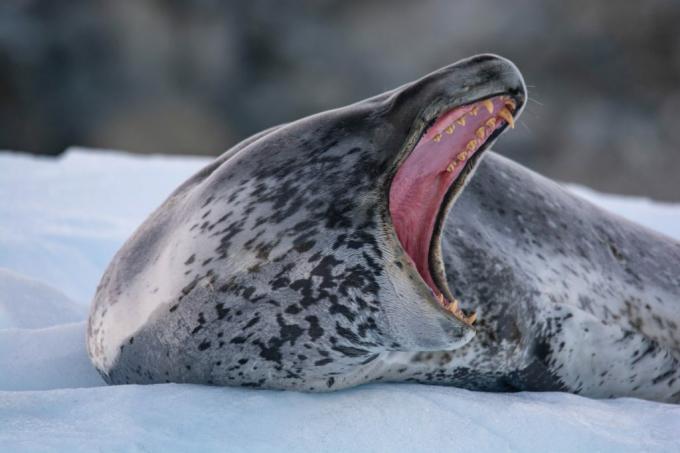 Ανταρκτική: φωτογραφία μιας λεοπάρδαλης σφραγίδας
