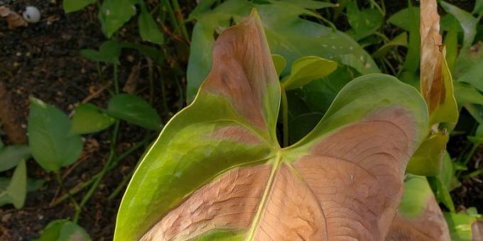 Πώς να τη θεραπεία ανθούρια, όταν τα φύλλα καφέ κηλίδες