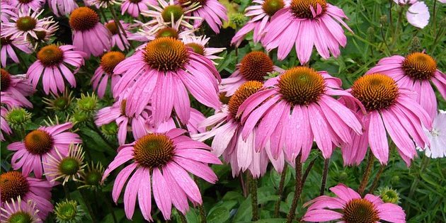 Πολυετή φυτά, ανθοφορία όλο το καλοκαίρι: Echinacea