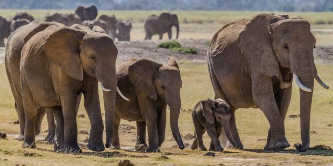 Παρανοήσεις και γεγονότα σχετικά με τα ζώα: οι παλιοί ελέφαντες έχουν ένα ιδιαίτερο μέρος για να πεθάνουν