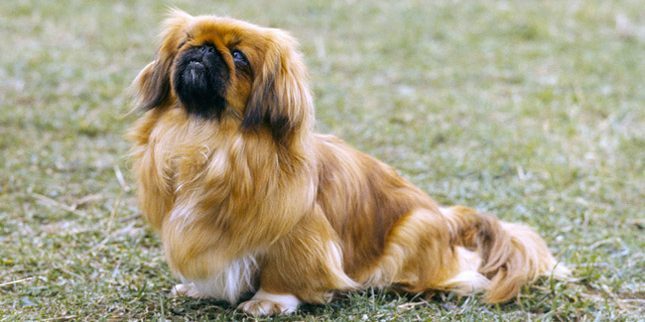 ράτσα σκύλων για διαμέρισμα: Pekingese