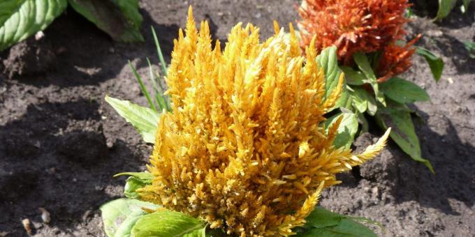 Ανεπιτήδευτη λουλούδια για παρτέρια: Celosia φτερωτός