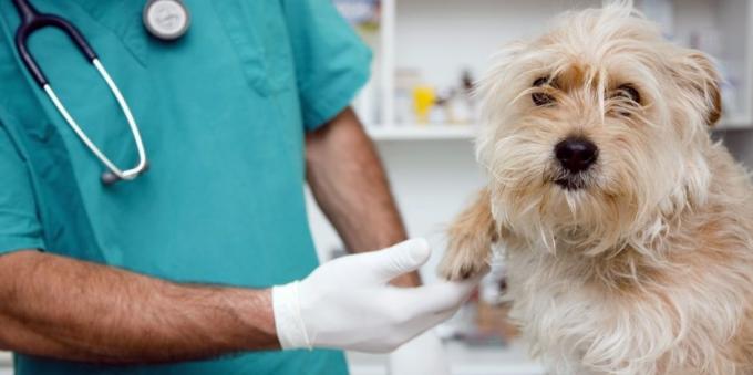 Οι τακτικές επισκέψεις στον κτηνίατρο το σκυλί θα ανακουφίσει πολλά προβλήματα υγείας