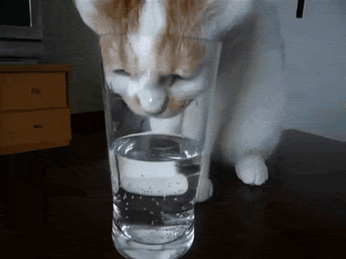 Γάτα πόσιμο νερό